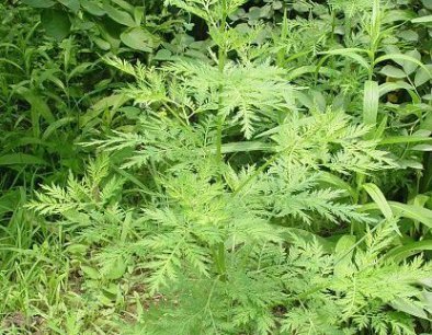 河边生的“野草”,人称“臭蒿”,叶子很像萝卜叶,功能用途多