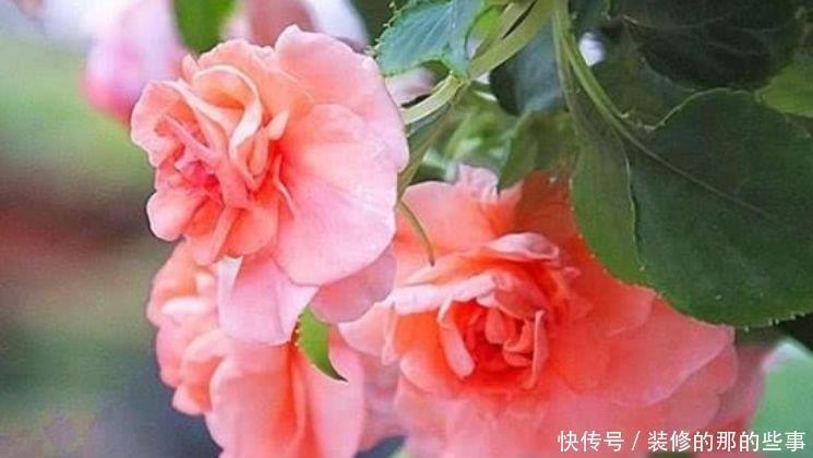 凤仙花|4种花适合夏天养，家里养一盆，开花漂亮花期长，谁养谁喜欢