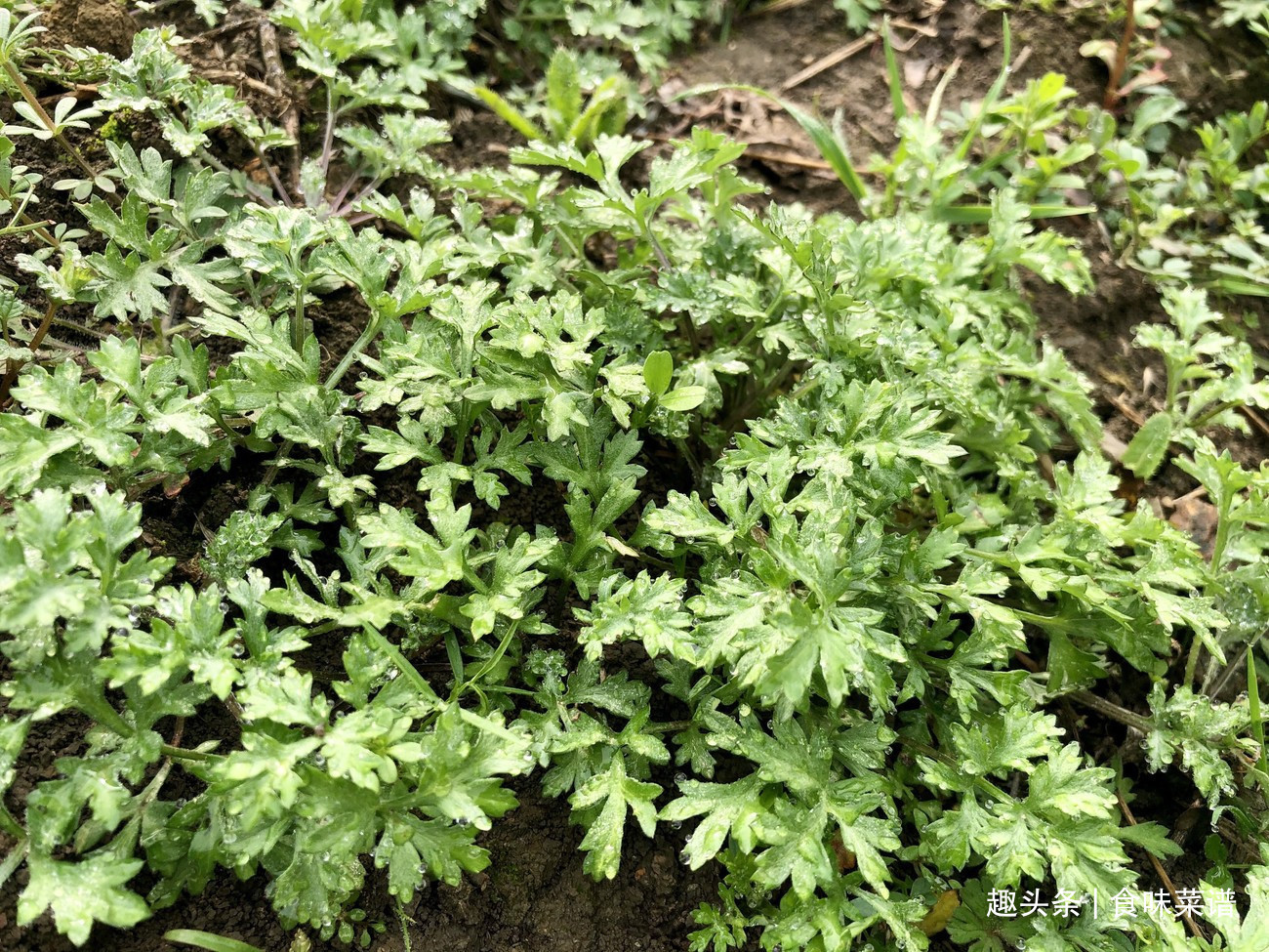马齿苋|此8种野菜不用花钱买,来认识一下,营养高味道好,错过等明年了