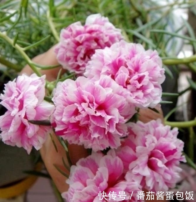 此款花卉,好养易爆盆,五颜六色开不停,家里变花海!