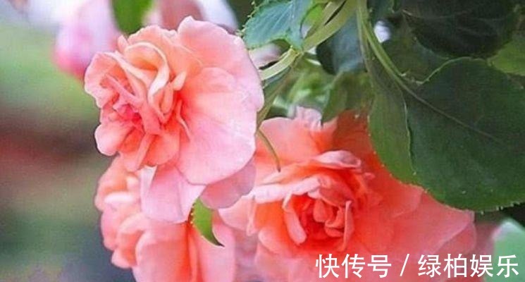 养花|养花就养这几款，全年开花不停，花开芳香四溢，养在家中香飘满屋