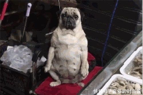 老板|菜场买海鲜时,却被“老板”给吸引了,狗我是被迫营业的