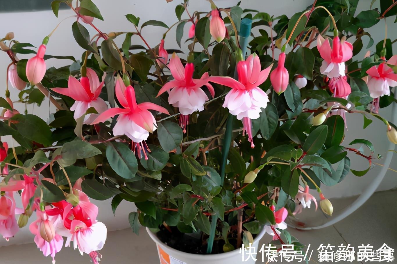 植料|羊粪当植料养花前，掌握住用量、发酵方法，养啥花都能旺