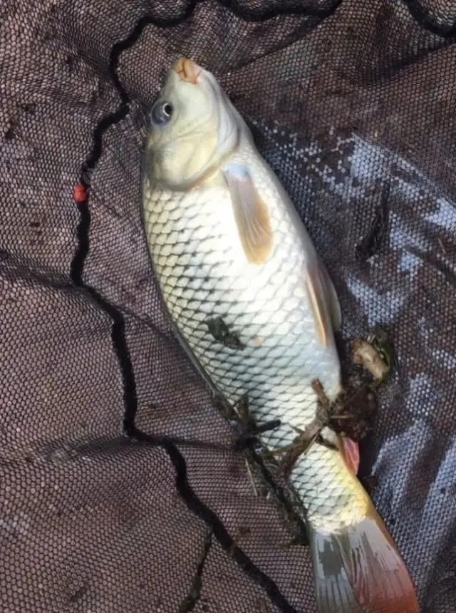 晚秋温差大,浅水和钓深水哪个上鱼更多?这样选就万无一失了