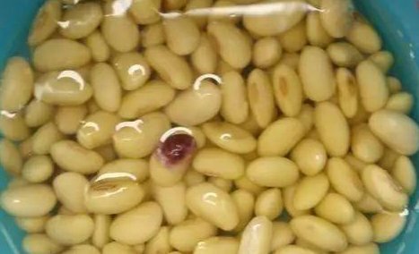 溶液|家中养花,这5毛钱的小东西别乱丢,能让花蹿到2米高,你知道了吗