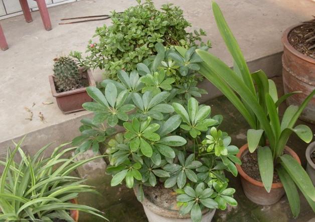 饼肥|3种东西用来养花,抓把撒到花盆中,十年不施肥,依旧开花