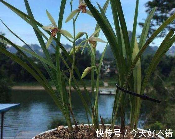 2种垃圾扔盆里，既可以保暖，还能补充养分，用过的人都说好