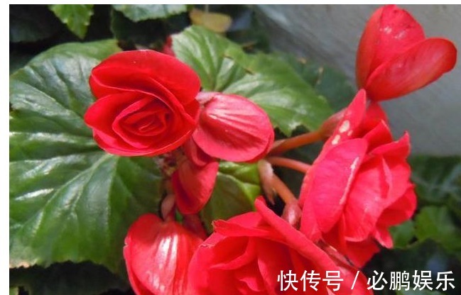 养花只需要以下5点,做到了你就是养花高手,养啥都爆盆