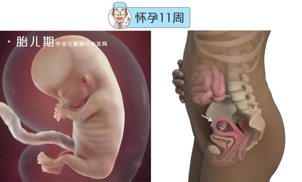 婴儿|最全的怀孕周期图鉴，感受从受精卵到婴儿的神奇变化！