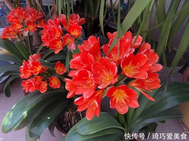 君子兰肥足长得壮,4种“肥水”轮着浇,10枝花箭一起蹿出来