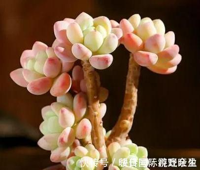 劳尔劳尔|4种多肉很惹人喜欢,简单养护,天冷出状态十分美丽