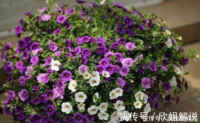 矮牵牛|摘心时1个方法,让月季,矮牵牛,茉莉植株壮,花开爆盆不是梦