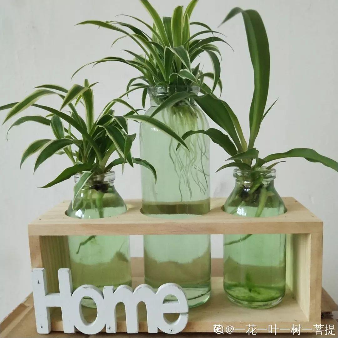 扦插|不用扦插,养花1盆变10盆,把根一掰,成活率翻倍!