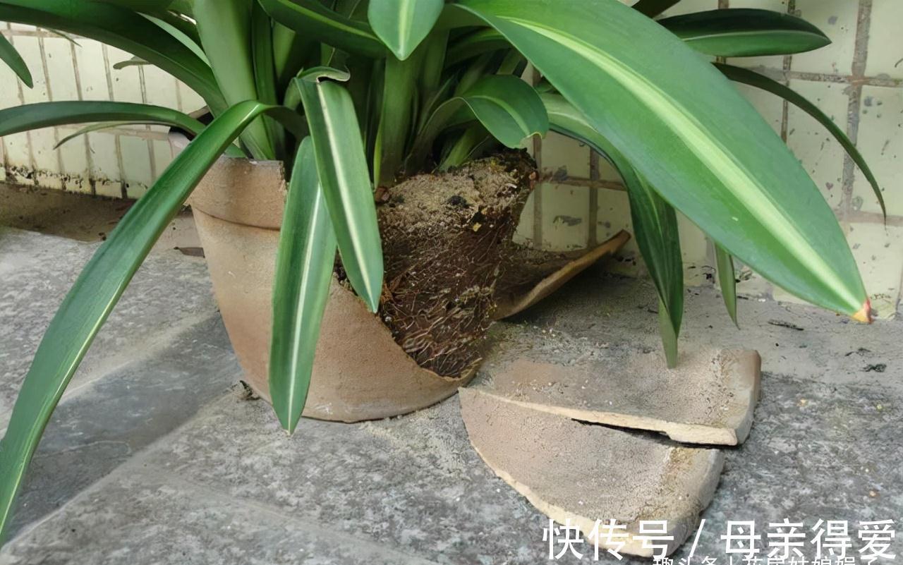 养花重在养根,养好根系要让盆土达到理想状态,关键是要配合平衡