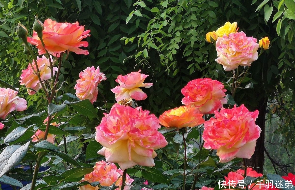 关键|婆婆养月季只选一种,好养抗性强,关键“爱”开花,比养欧月实在