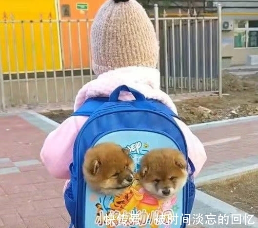 女儿|孩子背着“狗狗”去幼儿园,老师仔细一看,不敢相信自己的眼睛