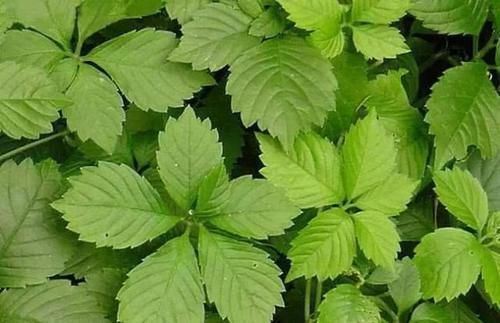 失眠的“克星”终于被找到了,睡前吃一点,让你酣然入睡到天亮