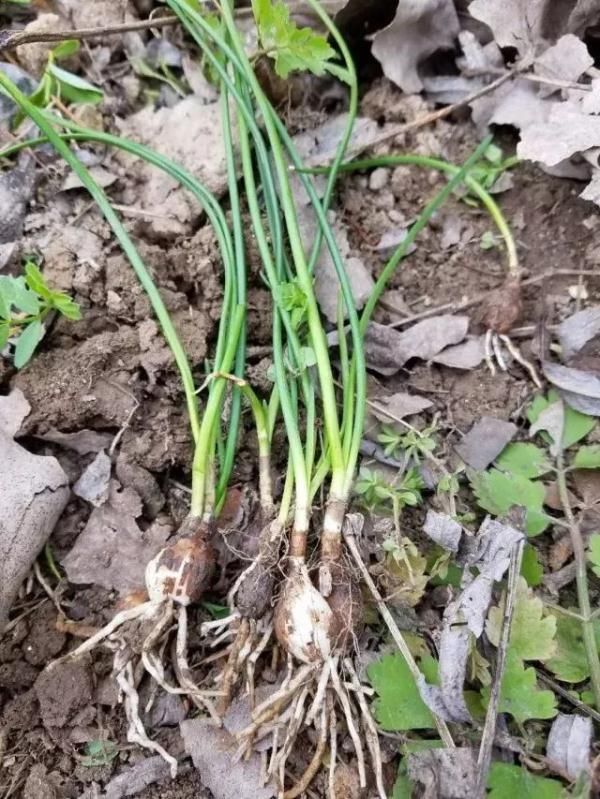 天津最新提醒：这种菜不能随便吃！|扩散 | qt:colorful,zzc,mass_adver_offline,wspuser_3beijing,nbbdpp_-10000,nbbscoreee_-10000,nbbstratest_1