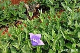 农村地里这4大野菜，认识三种算你厉害，全部都吃过算我输！