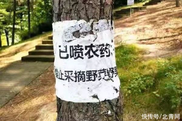 妈,别摘野菜了!一男子吃“毒菜”后硬挺,结果…