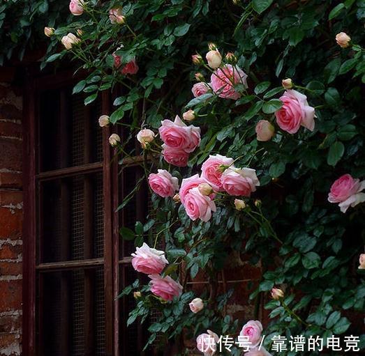 月季中的奇女子,只为那一季开得千娇百媚