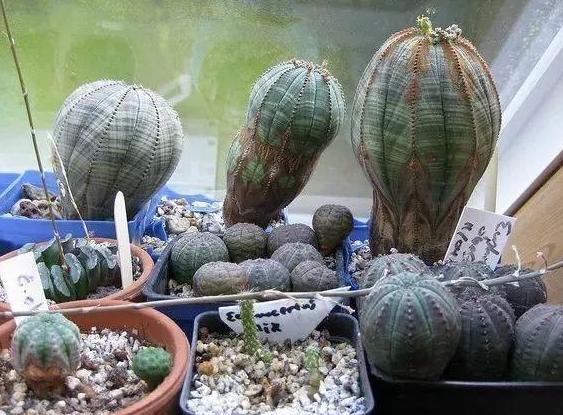 盆栽多肉该如何浇水牢记4个小窍门，花根少受负面影响