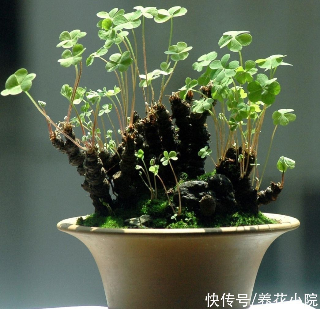 3种普通的“小草”,也能养成美观小盆景,精致小巧生机盎然