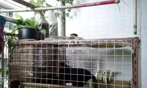 晒的衣服总有臭味,知道原因后,我在阳台撒了层小米,乐坏了