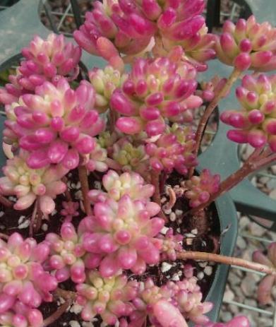 适合新手种植的多肉植物