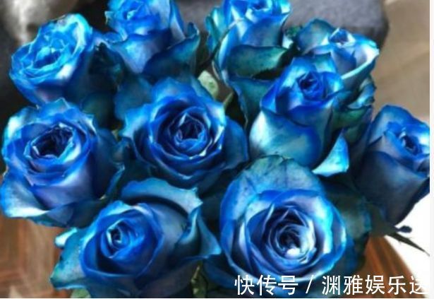 喜欢玫瑰,不如养“玫瑰精品”冰雪皇后,冰清玉洁,清新明快好养