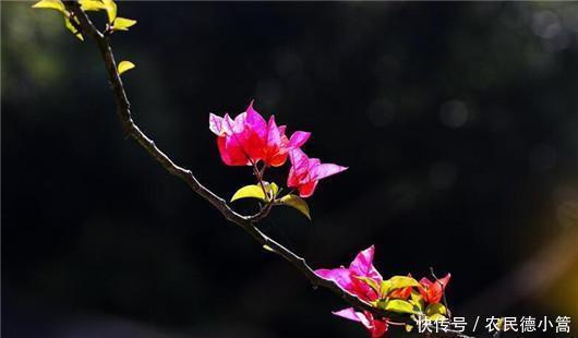 终于|终于知道三角梅为什么不开花了!你遇到过吗