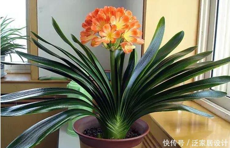 竹报平安|家里养5种花，不仅好养，而且寓意好，富贵养人，旺财旺运