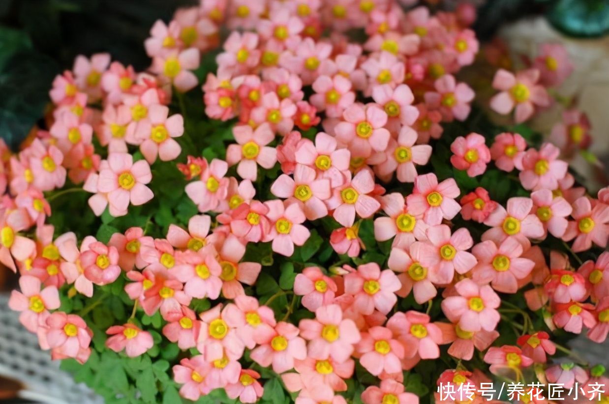  5种花期长的植物，边开边“生崽”，今年种一棵，来年变一盆