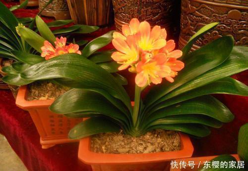 树叶|君子兰叶子长得参差不齐,学会以下几点,叶子特整齐