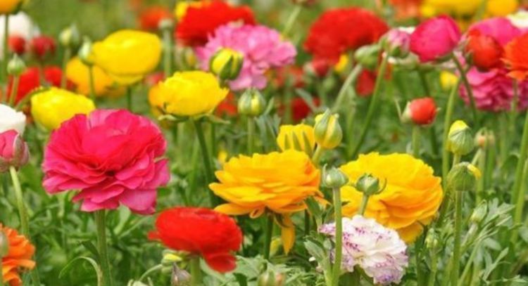 开花|4种便宜花,别小看,一开就是300多天,漂亮花期长,开成小花园