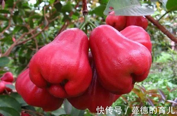 无花果干|孕晚期,多吃这6种食物,清胎毒预防黄疸,为宝宝颜值加分