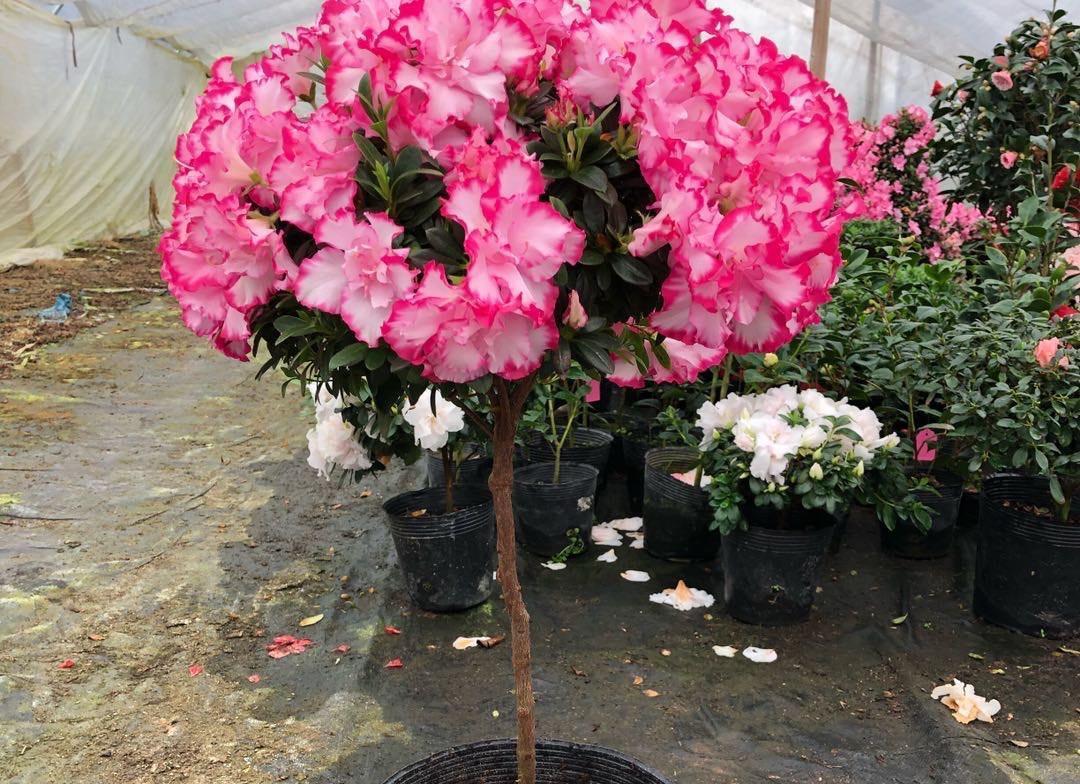 庭院里养“四种花”,漂亮大气又好养,三季有花四季有景