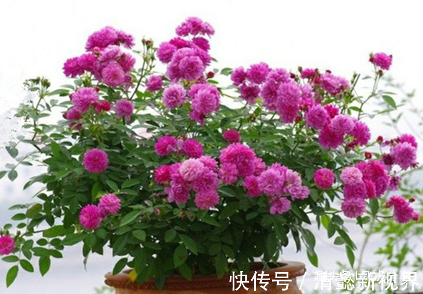 夏菊|三种花一年能开10个月,开花就爆盆,华丽高雅懒人花,养花首选