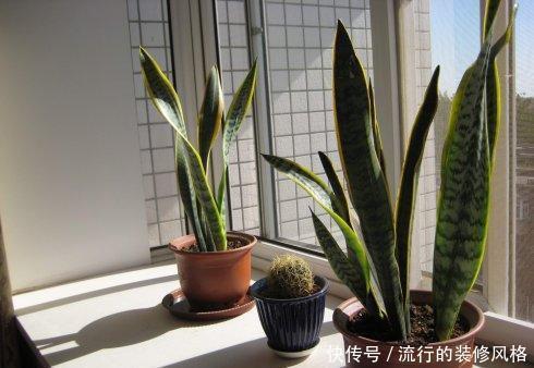 养花|养花这样施肥,事半功倍,啥花都长的倍棒!