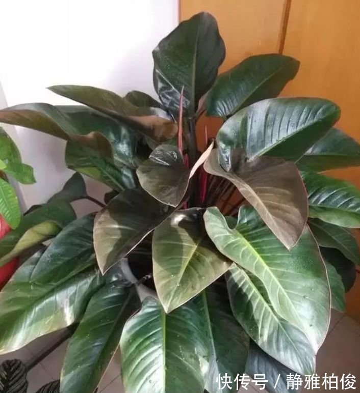 米兰花|土豪都养3种花,四季常青,镇宅又旺财,生长健壮,旺盛粗壮