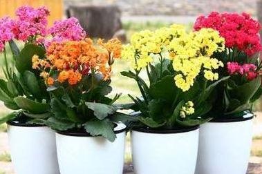 最受欢迎的4种年宵花,株型美观,花色艳丽,你家里有吗