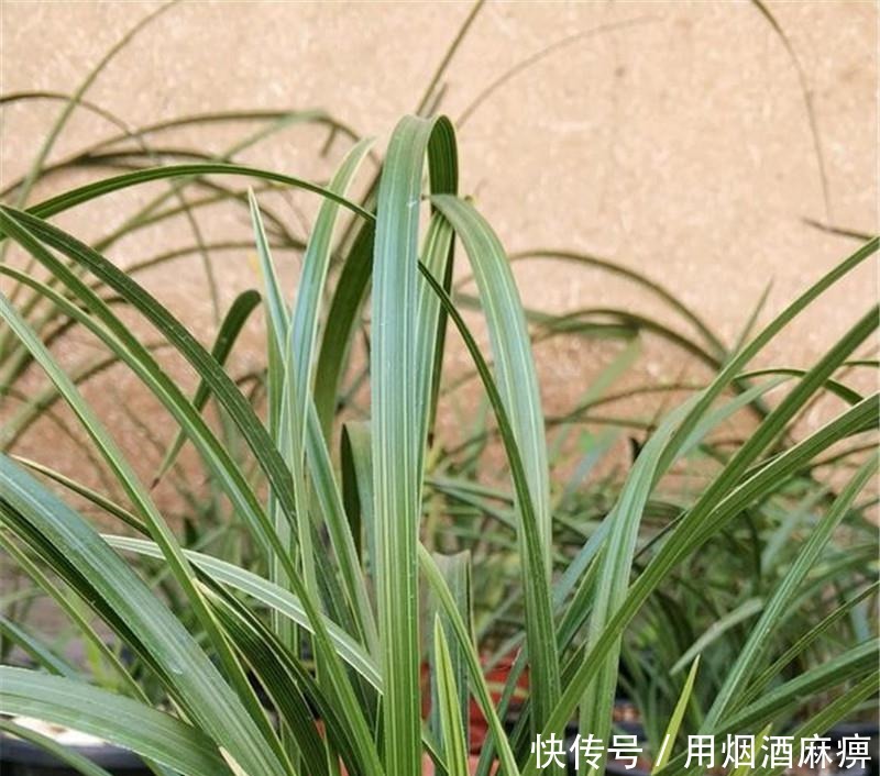 卢头|兰花根上“5个螺”,近看“老卢头”,赶紧剪掉保命!