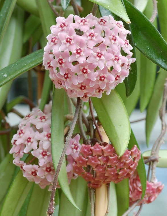 7种花要慎养,房前屋后都爬满,邻居有意见!