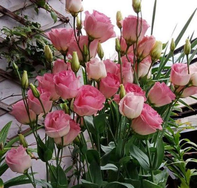 4种花好养易活,旺财又养人,花朵硕大花期长,家庭理想花卉盆栽