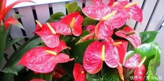 胜过|富裕家庭,这“3种花”会养在客厅,个个寓意好,胜过发财树