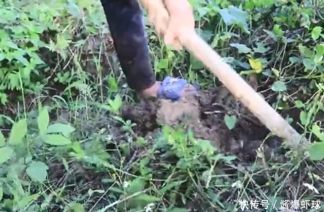 小伙|小伙到田里干活,却意外的发现了一种野味,可以用来凉拌或者炒菜