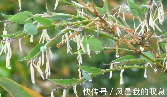 现象|“竹子开花,赶紧搬家”有道理吗?竹子开花到底隐藏了什么秘密?