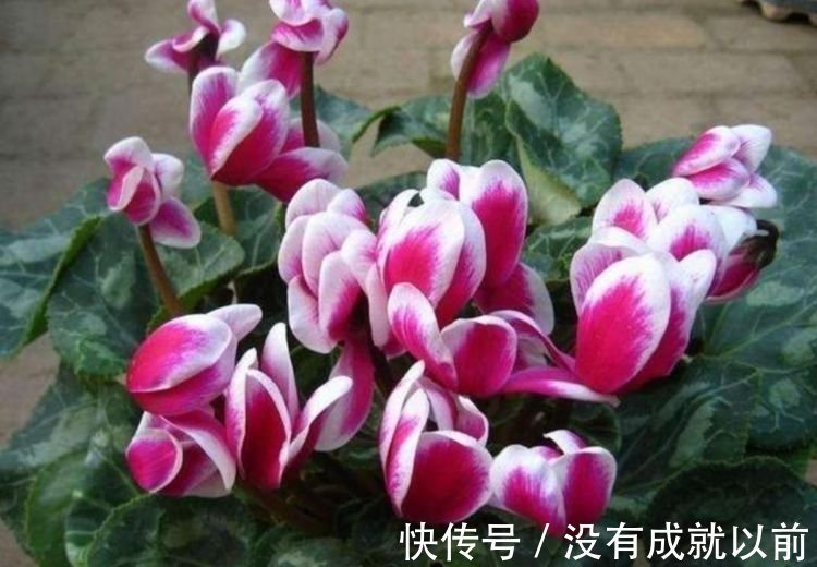 此款花卉，好养易爆盆，养在家里繁花似锦，花开不断，还能旺财