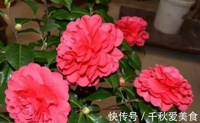 百合花百合花|新手养花,不妨试试这四款,比绿萝还好养,郁郁葱葱,四季常开花