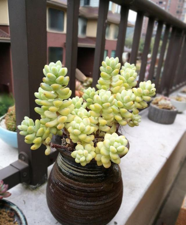 天生“怕水”的15种花,养不好都是因为“太勤了”,别忽视